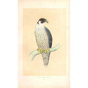  Peregrine Falcon British Birds 1St Ed Morris 1851