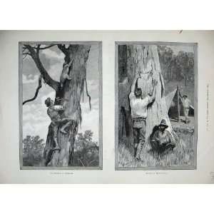  1889 Bear Hunting Australia Trees Sport Skins Men Camp 