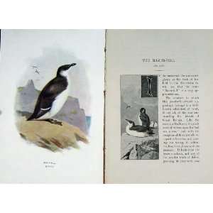   1901 Swaysland Wild Birds Razor Bill Alea Torda Colour: Home & Kitchen