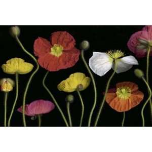  Pip Bloomfield: 36W by 24H : Poppy Garden II CANVAS Edge 