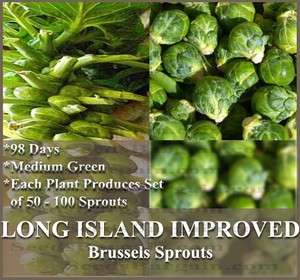 250 LONG ISLAND IMPROVED Brussel Sprouts seeds   HEIRLOOM Heavy 