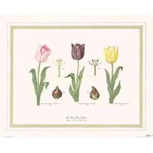 Tulips East West Gardens by Harold Silverman 18x14  