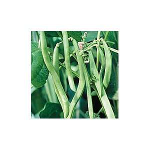  Black Seeded Blue Lake Pole Bean   1 lb. Patio, Lawn 