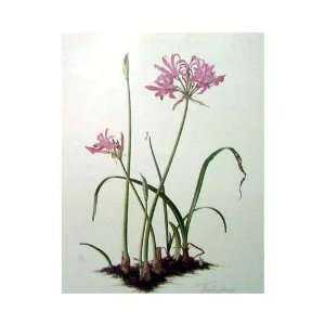  Plate III Nerine Bowde    Print