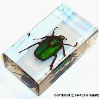    Real Insect Paperweight   Green Rose Chafer Beetle Clothing