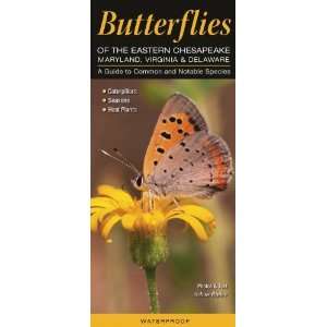  Butterflies of the Eastern Chesapeake   Maryland, Virginia 
