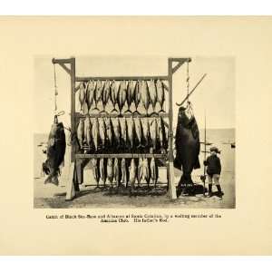  1906 Print Giant Black Sea Bass Albacore Tuna Fishing 