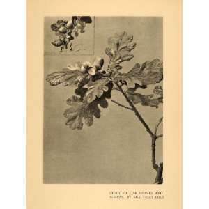 1908 Print Oak Leaves Acorns Seeds Trees Cole Plant Art   Original 