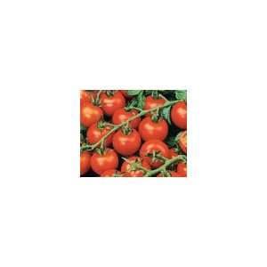  Tomato   Sweetie Cherry Tomato Organic Seeds: Patio, Lawn 