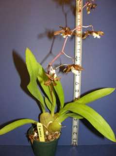 Odcdm Sunlight Pesky Panther Bloom size Orchid  