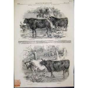  Prize Short Horns Herefords Devon Bulls 1847 Print