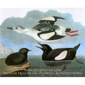  Black Guillemot: Home & Kitchen