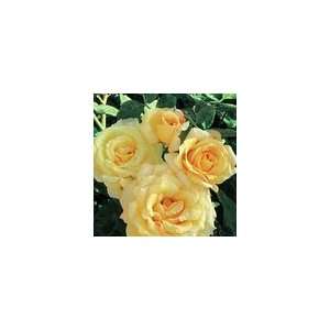  Rose Sunny Days Floribunda: Everything Else