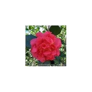 Camellia Japonica Kramers Supreme Shrub (1 to 2 Year Plants) 8 12 
