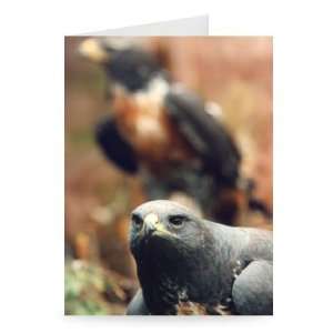  Jackal Buzzard   Greeting Card (Pack of 2)   7x5 inch 