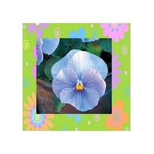 Heavenly Blue Pansy Seeds: Patio, Lawn & Garden