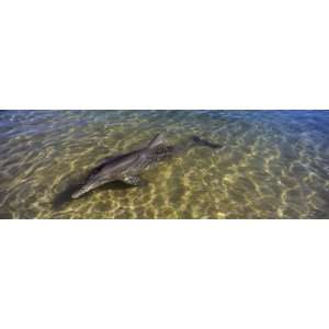  Bottle Nosed Dolphin in Sea, Monkey Mia, Shark Bay Marine 