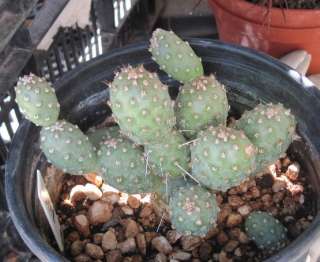 Opuntia fragilis Cold Hardy Central States Cactus One Section  