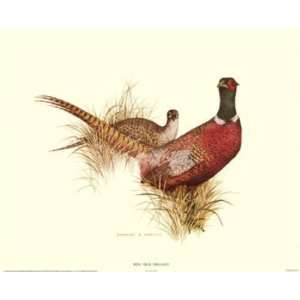  Charles Murphy   Ring Necked Pheasant Canvas: Home 