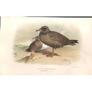   Sooty Shearwater Lilfords Birds 1885 97 By A Thorburn