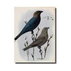  Male And Female Cowbird Perched On Plants Giclee Print 