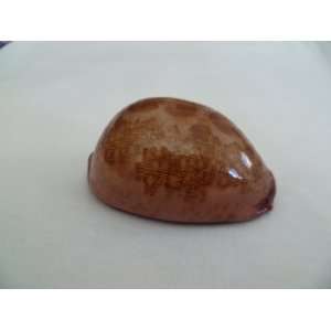  Mappy Cowrie Shell Pink Seashell Decor 