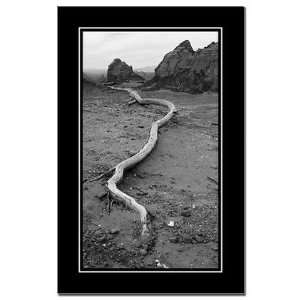  Root BW Nature Mini Poster Print by CafePress: Patio, Lawn 