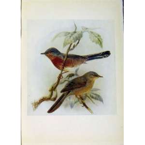    Birds Of Britain By Dresser Dartford Warbler Color
