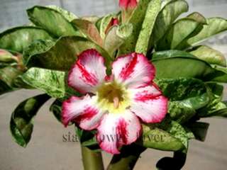 Adenium Obesum Desert Rose  Dang harry(Bai dang)  1 Grafted Plant