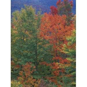 Fall in Northern Hardwood Forest, New Hampshire, USA Premium 