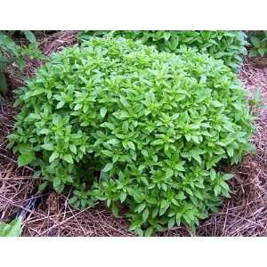  Spicy Globe Basil Herb   Also called Greek Basil   Potted 