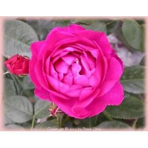  Purple Heart (Rosa Floribunda)   Bare Root Rose Patio 