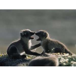  Endless Play by Arctic Fox Pups (Alopex Lagopus) on Victoria Island 