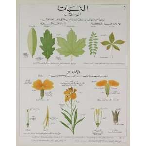  Deyrolle   Plants And Leaves Teaching Chart Lithograph 