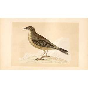  Rock Pipit British Birds 1St Ed Morris 1851