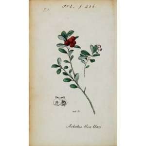  1826 Arbutus Uva Ursi Bearberry Botanical Color Print 