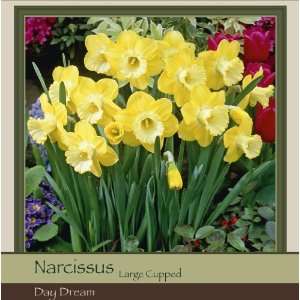  Honeyman Farms Narcissus Large Cup Day Dream Pack of 50 