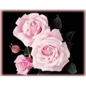  Memorial Day (Rosa Hybrid Tea)   Bare Root Rose: Patio 