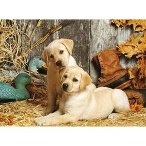   Dogs, 1500 Piece Jigsaw Puzzle Made by Clementoni: Toys & Games