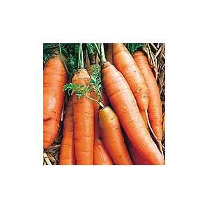  Organic Little Finger Carrot   1000 Seeds Patio, Lawn 