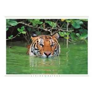 Tiger Close Up Poster Print:  Home & Kitchen