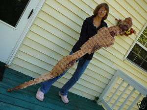 G469 1) 7 foot tanned Gator ALLIGATOR BACK SCUTE bone bones ARMOR 