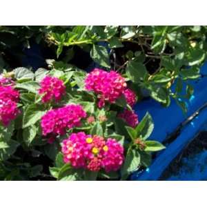   Anne Marie Dark Pink Lantana 1 Gallon Live Plant: Patio, Lawn & Garden
