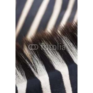  Wallmonkeys Peel and Stick Wall Decals   Zebra Texture 