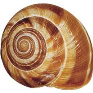 Roland Extra Large Snail Shells, 864 Count Shells:  Grocery 