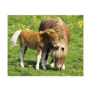  Two Ponies (Horses In Field) Animal Poster