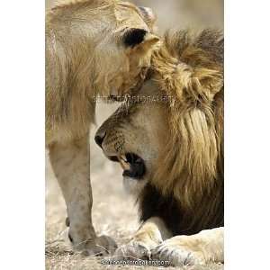 Lion and lioness Framed Prints 