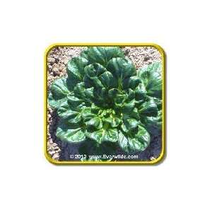 Tat Soi   Chinese Cabbage Seeds   Jumbo Seed Packet 