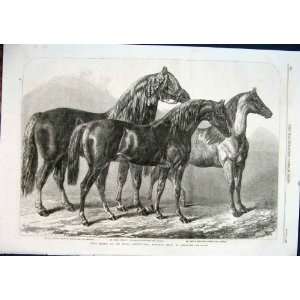    Leicester Agriculture Show Horses Horse Print 1868