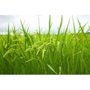  Green Rice Field in Japan   Peel and Stick Wall Decal by 